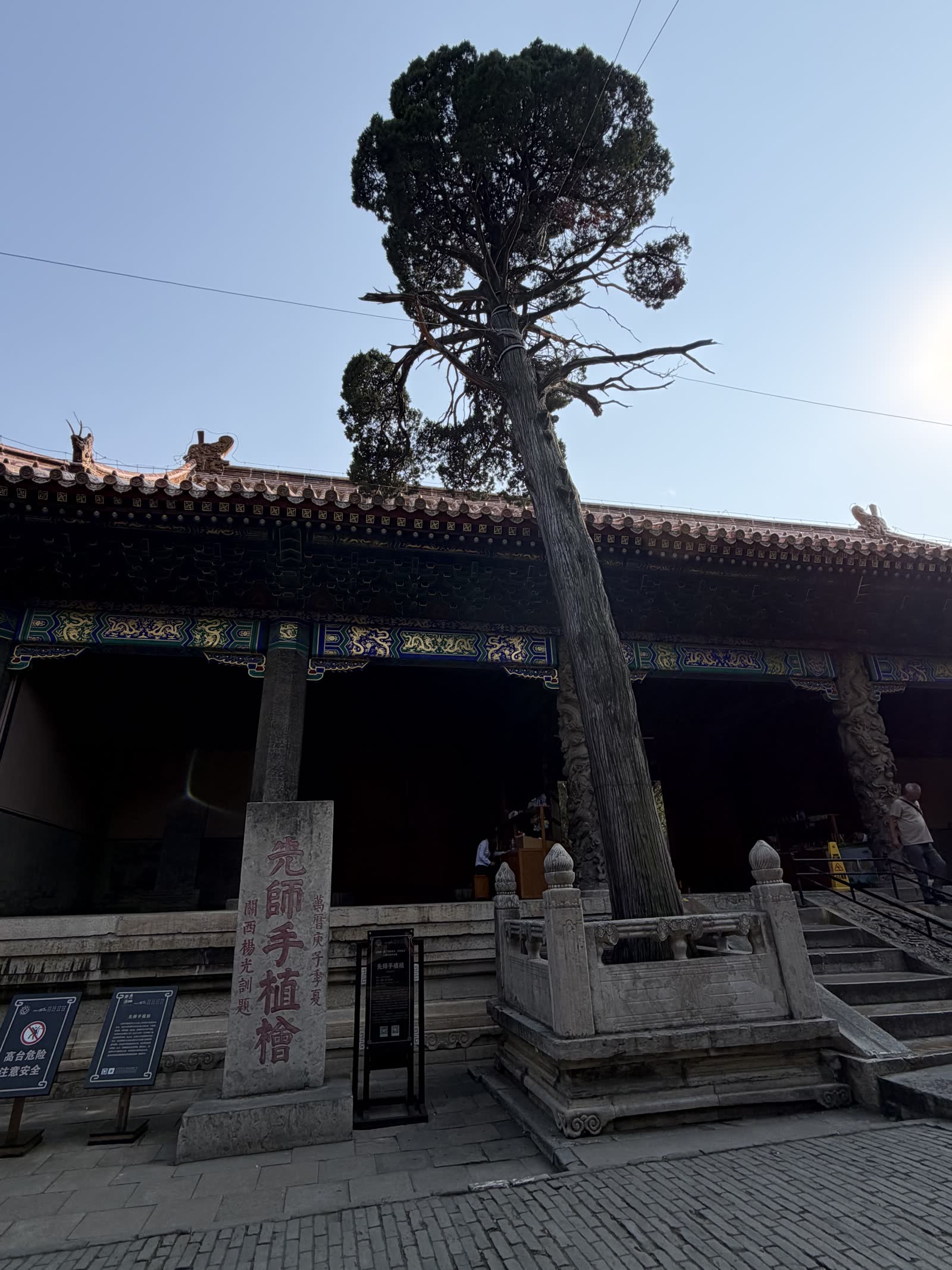 先師手植檜